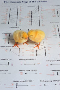Two Young Yellow chicks