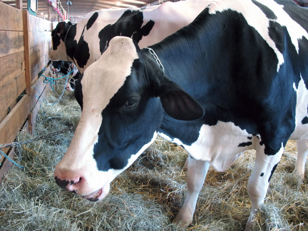 A closeup of a dairy cow eating hay in the barn - chewing his cud.
