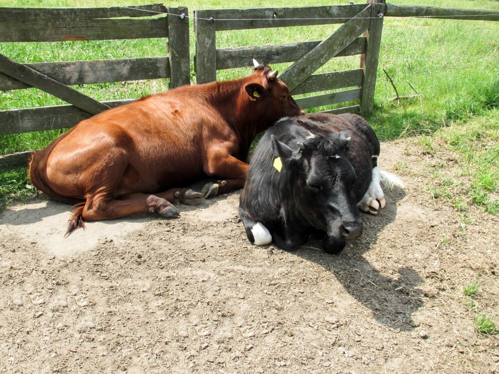 Farm Grants Farm Loans